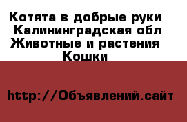 Котята в добрые руки - Калининградская обл. Животные и растения » Кошки   